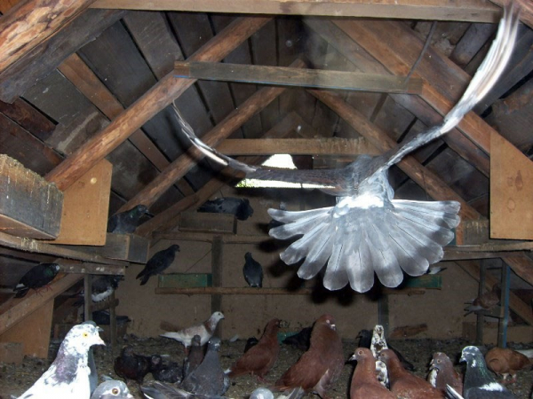 Построенная теплая голубятня своими руками – комфортный домик для пернатых